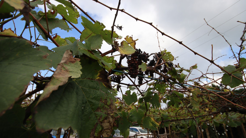 2025_11_cofra_mira_pra_007