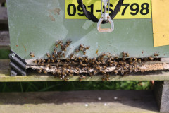 2023_08_abeja_negra_002