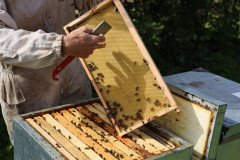 2023_08_abeja_negra_009