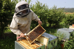 2023_08_abeja_negra_011