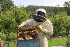 2023_08_abeja_negra_029