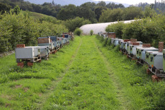 2023_08_abeja_negra_037