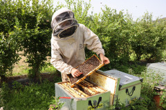 2023_08_abeja_negra_049