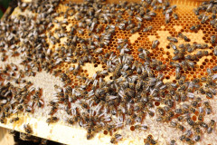 2023_08_abeja_negra_055