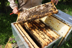 2023_08_abeja_negra_056