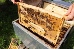 2023_08_abeja_negra_058