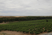 2019_08_castelo_medina_008_mulecarajonero