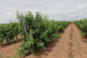 2019_08_castelo_medina_017_mulecarajonero