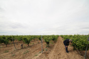 2019_08_castelo_medina_024_mulecarajonero
