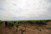 2019_08_castelo_medina_025_mulecarajonero