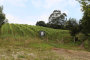 2018_07_miradorio_005