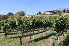 hortanza_slide_005