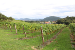 isla_vid_011