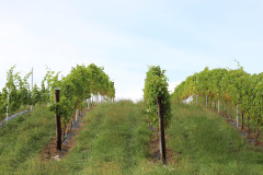 isla_vid_026