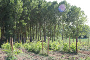 2018_09_camesia_carrusel_033