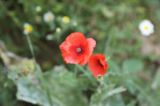 2018_09_camesia_carrusel_048