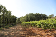 2018_09_camesia_carrusel_066