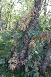 2018_09_camesia_carrusel_070
