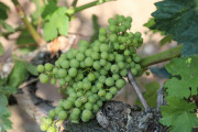 2018_09_camesia_carrusel_071