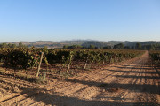 2018_10_raventos_bodega_007