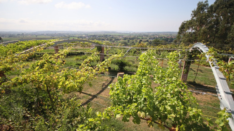08_2026_vinos_galeria_003