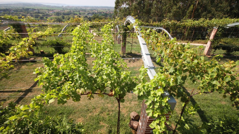08_2026_vinos_galeria_004
