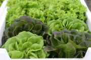 2018_08_colindres_showc_081