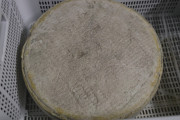 2024_07_cudana_cheese_044