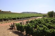 08_2026_paganos_bod_007