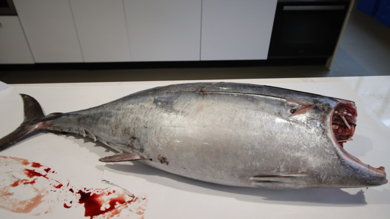 2026_07_bonito_genera_gue_006