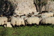 2015_11_casar_periedo_087