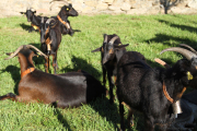 2015_11_casar_periedo_091
