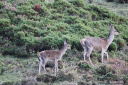 2015_10_finde_liebana_berrea_009