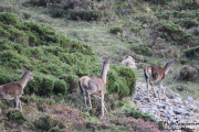2015_10_finde_liebana_berrea_010