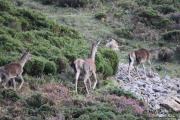 2015_10_finde_liebana_berrea_011