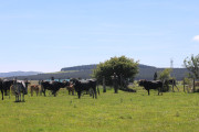 2018_07_lejuca_front_056