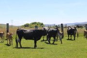 2018_07_lejuca_front_058
