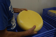 2021_08_queso_pasto_013