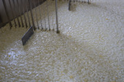 2021_08_queso_pasto_028