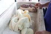 callos_cubas_002