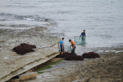 10_2015_recolectores_algas_017