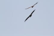 07_2015_sotorrana_alles_parque_031