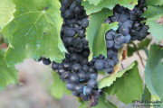 2016_09_vendimia_pum_003