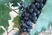 2016_09_vendimia_pum_007