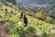 2016_09_vendimia_pum_039