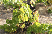 2016_09_vendimia_pum_041
