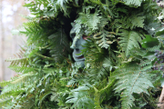 2015_01_vijanera_2014_028