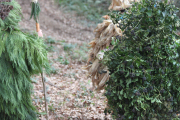 2015_01_vijanera_2014_063