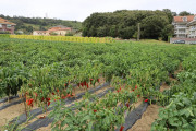 2020_09_islagalo_1600_015