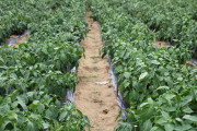 2020_09_islagalo_1600_022